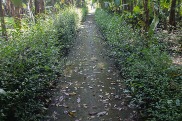 concrete alley with green plants on the right and left