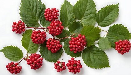 raspberries in a white background,Ripe raspberries with leaf isolated on a white background, Set or collection,Growing red and green raspberries in a greenhouse,834