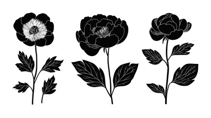 Collection of Peony Flower Icons Isolated on a Transparent Background Generative AI