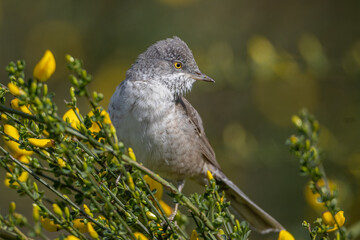 Barred warbler (Sylvia nisoria) - Sperbergrasmücke