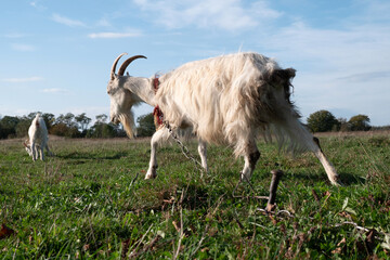 Obraz premium Goats graze on the meadow. Agriculture. Care of goats.