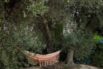hammock in the olive grove