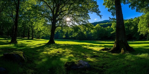 Obraz premium Sunlight filtering through trees onto a mossy meadow.