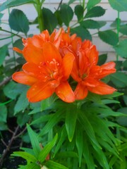 Lilies are blooming in the garden