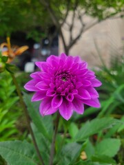 Obraz premium Dahlias blooming in the garden