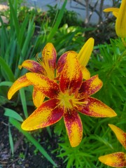 Lilies bloom in the garden