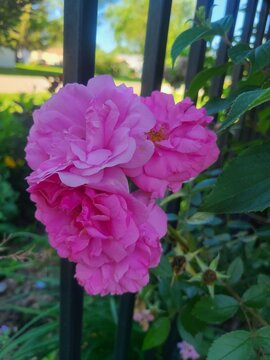 The roses are blooming in the garden