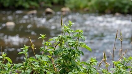 Tranquil wild mint by a flowing stream