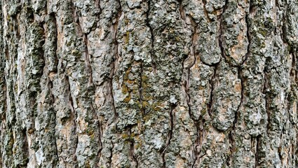 Fototapeta premium Detailed texture of old oak tree bark with moss
