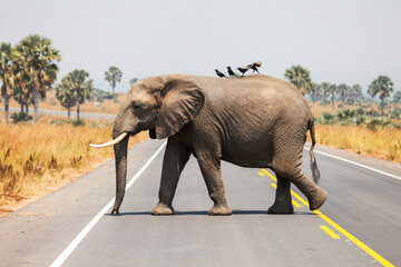 African bush elephant