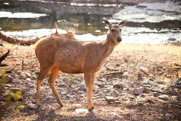 Sambar deer