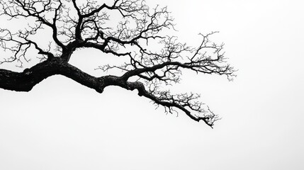 Fototapeta premium A black and white image of a leafless tree
