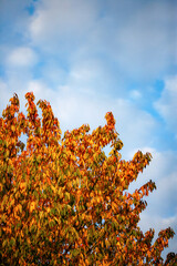 Kastanie im Herbstkleid