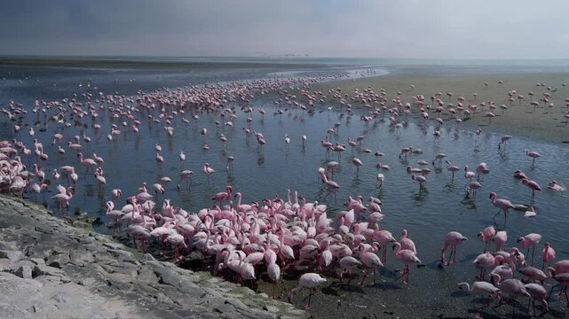 Pink Flamingos At Walvis Bay Namibia Africa 4k video, V log to Rec.709