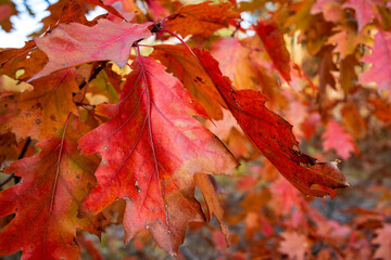 Autumn Leaves in Vibrant Colors Close-Up