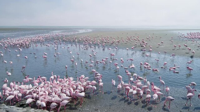 Pink Flamingos At Walvis Bay Namibia Africa 4k video, V log to Rec.709
