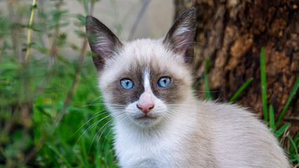 Gato siamés con ojos azules