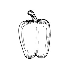 Bell pepper sketch outline illustration. Simple doodle drawing in engraving style. Hand drawn vector line art clipart isolated on white background