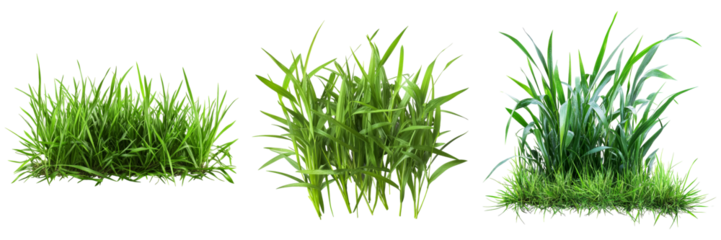 Green grass tufts isolated on white background fresh lawn meadow spring summer nature environment ecology growth gardening landscaping agriculture plants greenery foliage botanical collection set