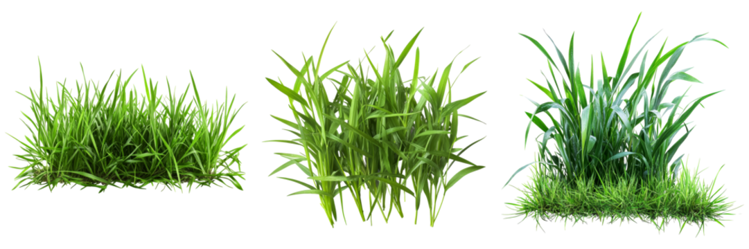 Green grass tufts isolated on white background fresh lawn meadow spring summer nature environment ecology growth gardening landscaping agriculture plants greenery foliage botanical collection set