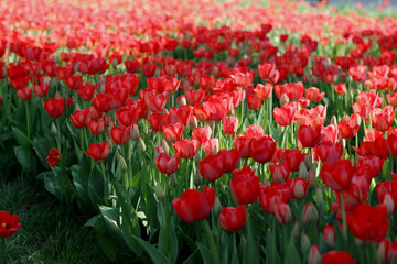 field of red tulips