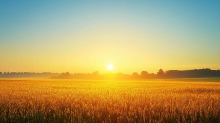 Golden Field at Sunrise