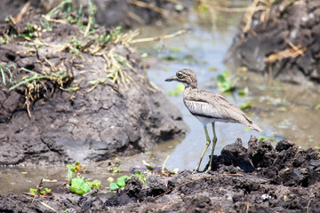Water thick-knee