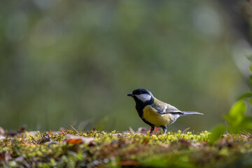 Bird in autumn, resting on the ground with moss and leaves