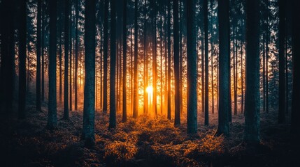 Fototapeta premium The sun shines through the dense forest at sunset, creating a warm, orange glow.