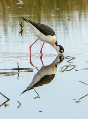 A  black-necked stilt feeding in a wetland in the Malheur Wildlife Refuge near Burns Oregon