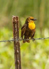 The yellow-headed blackbird is a medium-sized blackbird, and the only member of the genus Xanthocephalus. Adults have a pointed bill.