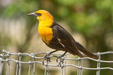 A yellow headed blackbird perched on a wire fence.  It is a medium-sized blackbird, and the only member of the genus Xanthocephalus.