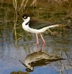 A  black-necked stilt feeding in a wetland in the Malheur Wildlife Refuge near Burns Oregon