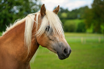 Naklejka premium Haflinger Portrait