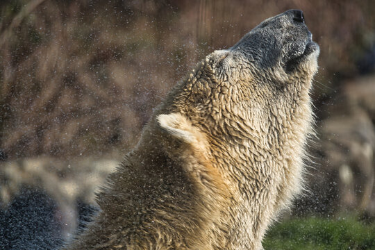 Eisb&auml;r genie&szlig;t die Sonne