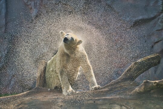 Eisb&auml;r im Sommer