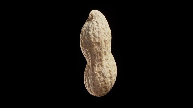 Unpeeled peanut on black background rotating. Tasty nut levitates in air. Vegetarian nutrition. Healthy food concept. Protein snack. Close-up in 4K, UHD