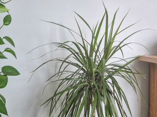 A vibrant indoor plant with long green leaves, enhancing the room's interior. Ideal for home decor and wellness themes.