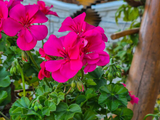 Beautiful close-up of vibrant pink geranium flowers blooming in a lush green garden, offering a fresh and colorful touch to any floral collection.