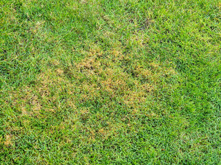 Close-up of natural green grass with patches, highlighting healthy and dry areas, ideal for landscaping projects.