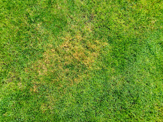 Close-up of a patch of dry grass among vibrant green grass, showcasing the contrast between healthy...