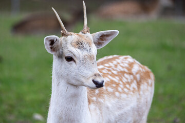 Damwild (dama dama)
