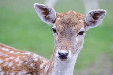 Fototapeta premium Damwild (dama dama)