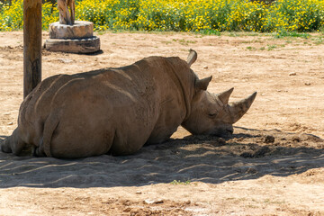 Obraz premium A rhino in the zoo