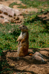 A meerkat on the ground
