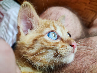 A close-up of a cute orange kitten with striking blue eyes, nestled comfortably against its owner's arm. The soft fur and vivid gaze create an adorable and heartwarming atmosphere.