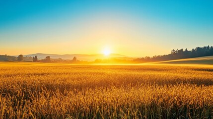 Sunrise Over a Golden Wheat Field
