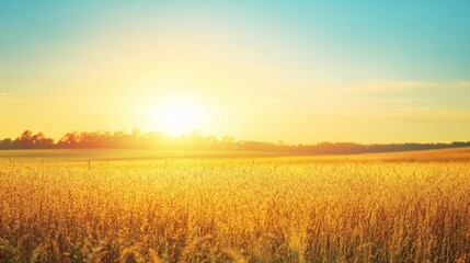 Golden Field at Sunset