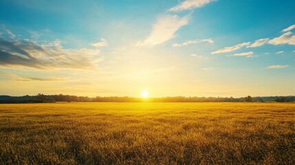 Golden Sunset over a Field of Grass