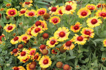 Haillardia is blooming in the garden